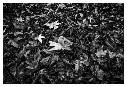 maple leaves texture in black and white Art Print by Timmy333