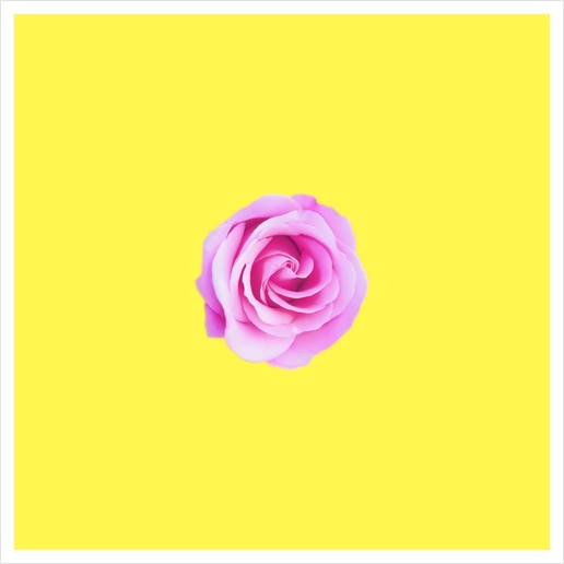 closeup pink rose with yellow background Art Print by Timmy333