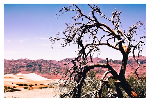 tree in the desert with mountain and blue sky in summer at Death Valley national park, USA Art Print by Timmy333