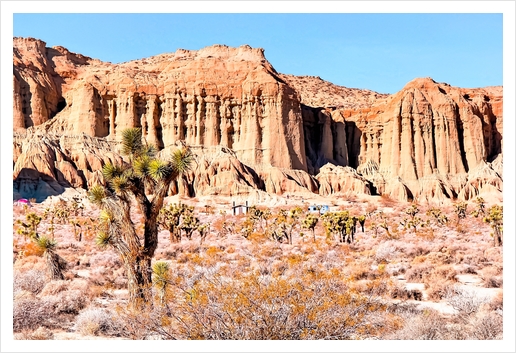 cactus in the desert with blue sky in summer at California,  USA Art Print by Timmy333