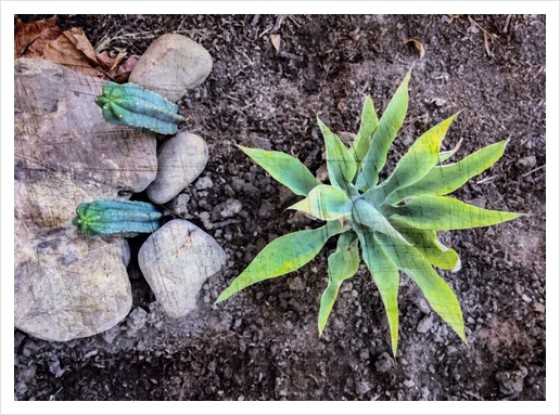 cactus with green leaves and stone on the ground Art Print by Timmy333