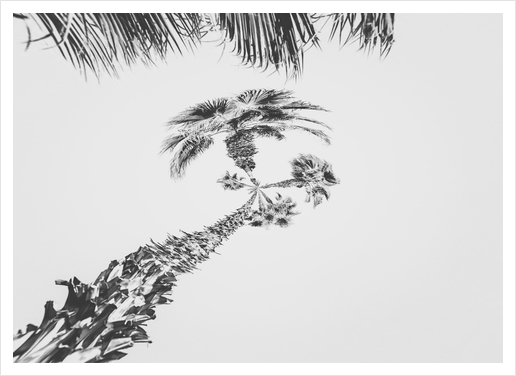 palm tree with clear sky background in black and white Art Print by Timmy333