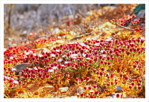 closeup red flower with green leaf background Art Print by Timmy333