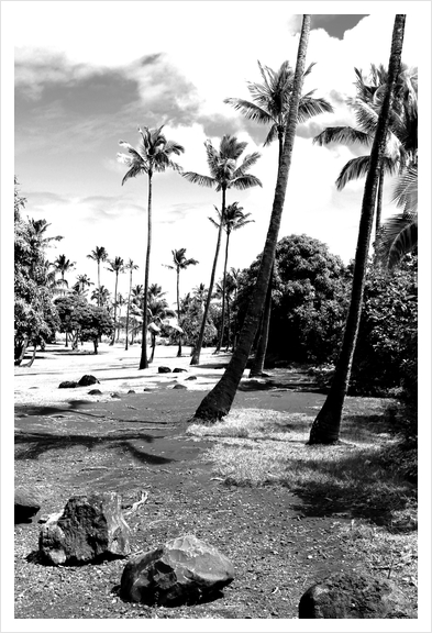 palm tree with cloudy sky in black and white Art Print by Timmy333