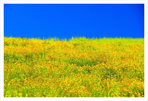 yellow poppy flower field with green leaf and clear blue sky Art Print by Timmy333