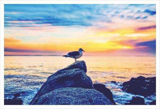 bird on the stone with ocean sunset sky background Art Print by Timmy333