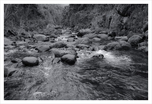 river in the forest with tree in black and white Art Print by Timmy333