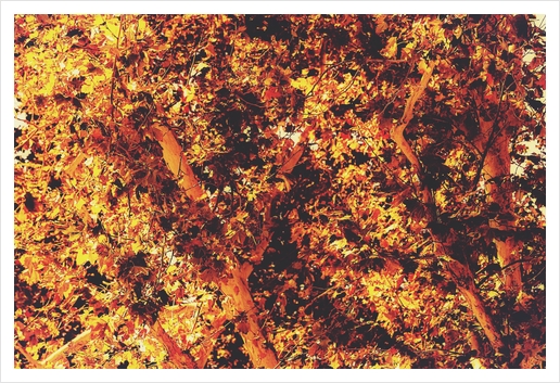 autumn leaves texture with golden light abstract background Art Print by Timmy333