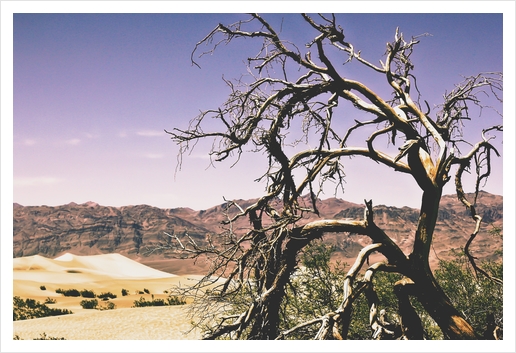 tree at the Death Valley national park,USA Art Print by Timmy333