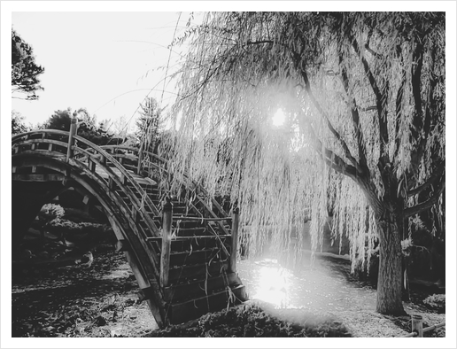 summer light at the garden in black and white Art Print by Timmy333