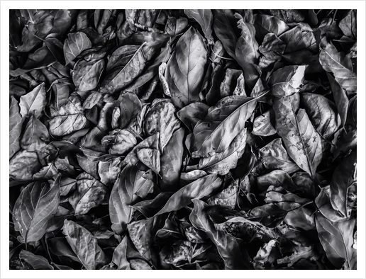 closeup leaf texture in black and white Art Print by Timmy333