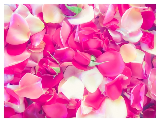 pink roses background Art Print by Timmy333