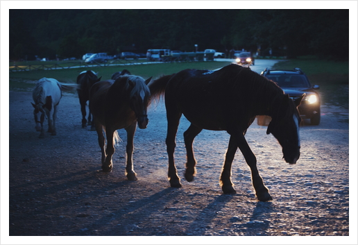 Light behind horses Art Print by Salvatore Russolillo