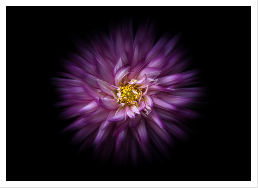 Backyard Flowers No 20 Color Flow Version Art Print by The Learning Curve Photography