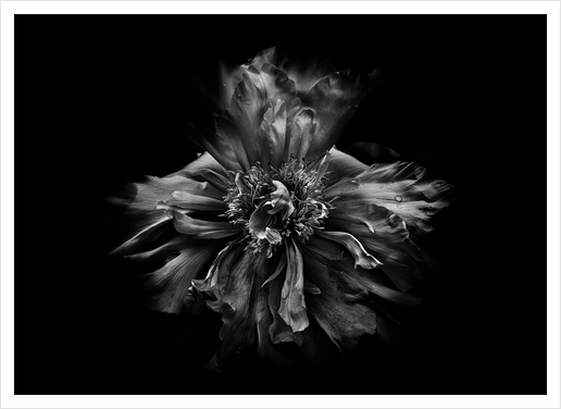 Backyard Flowers In Black And White No 49 Art Print by The Learning Curve Photography