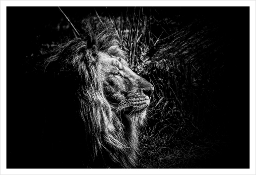 Lion Art Print by Traven Milovich