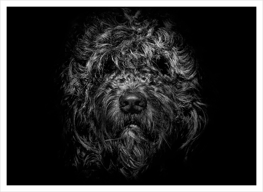 Ziggy Portrait No 1 Art Print by The Learning Curve Photography