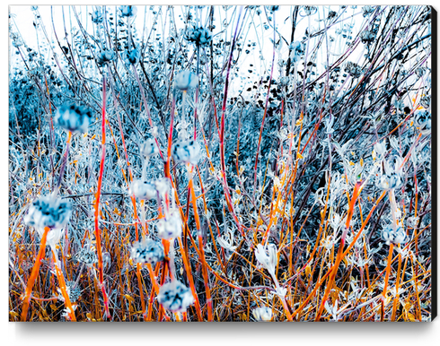 blooming dry wildflowers with dry grass field background Canvas Print by Timmy333