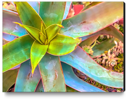 closeup green succulent leaves texture background Canvas Print by Timmy333