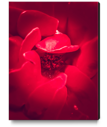 fresh red rose background Canvas Print by Timmy333