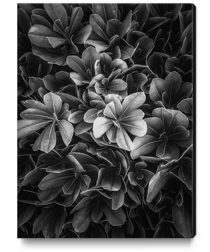 leaves texture background in black and white Canvas Print by Timmy333