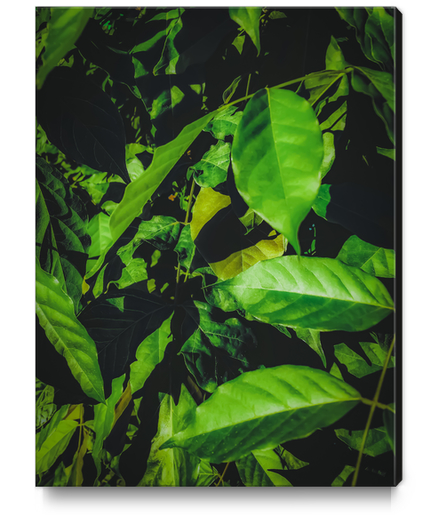 green leaves texture background Canvas Print by Timmy333