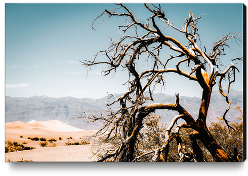 Desert landscape at Death Valley national park, California, USA Canvas Print by Timmy333