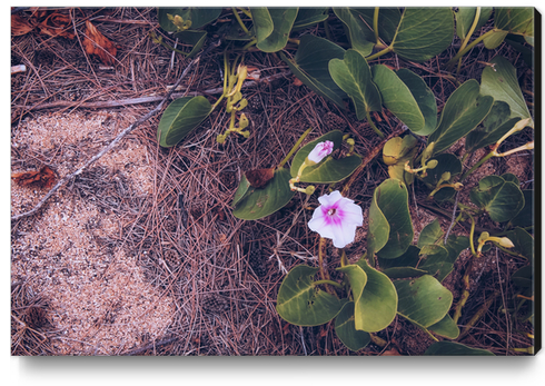 blooming pink flower with green leaves on the ground Canvas Print by Timmy333