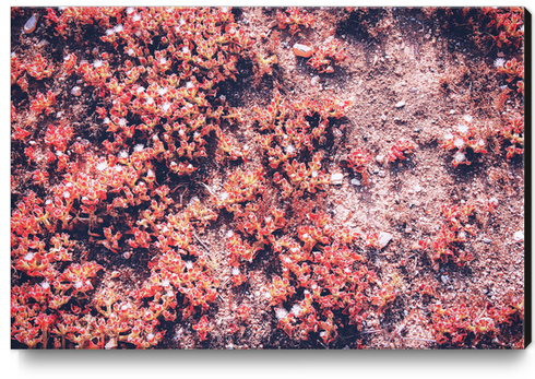 red small flower on the ground at the beach in summer Canvas Print by Timmy333