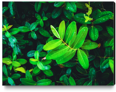 closeup fresh green leaves texture background Canvas Print by Timmy333