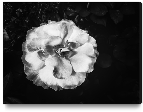 Closeup blooming rose texture background in black and white Canvas Print by Timmy333