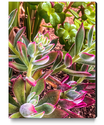 closeup green and pink succulent garden Canvas Print by Timmy333