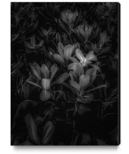 Closeup leaves texture background in black and white Canvas Print by Timmy333