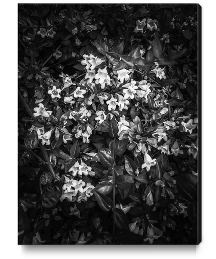 blooming flowers background in black and white Canvas Print by Timmy333