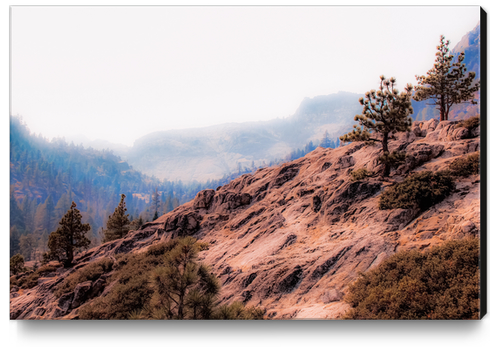 pine tree on the mountain at Lake Tahoe California USA Canvas Print by Timmy333