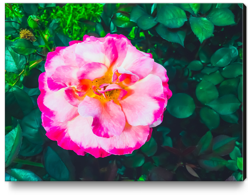 Closeup blooming pink rose with green leaves background Canvas Print by Timmy333