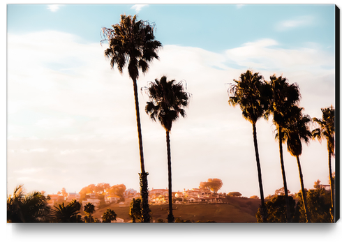 Palm tree with blue cloudy sunset sky at Shoreline Santa Barbara California USA  Canvas Print by Timmy333