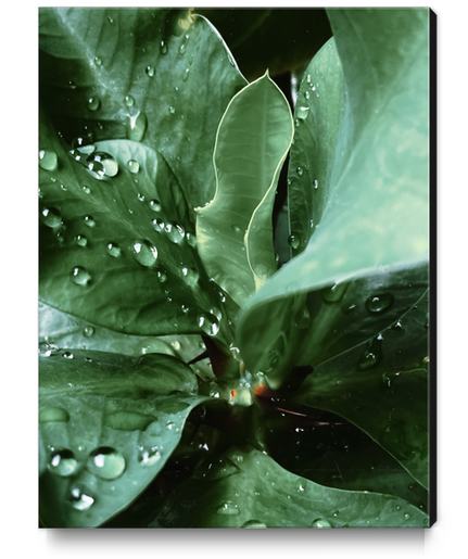 Closeup green leaves plant with drop of water Canvas Print by Timmy333