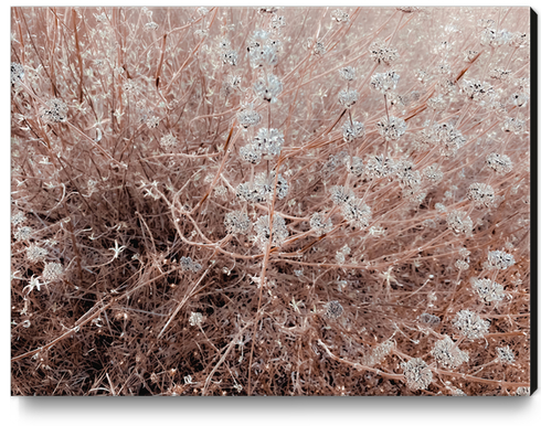 blooming dry flowers with brown dry grass field abstract background Canvas Print by Timmy333