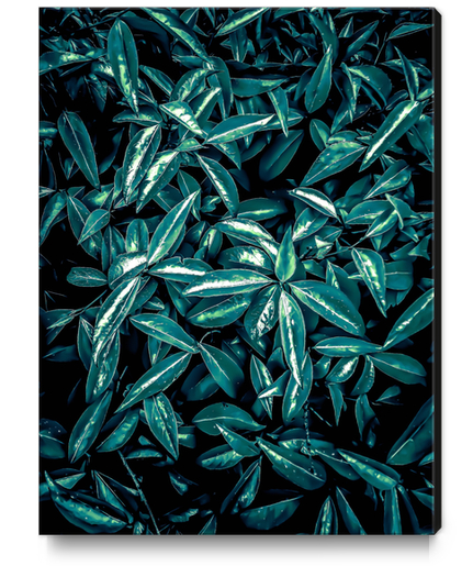 green leaves texture abstract background Canvas Print by Timmy333