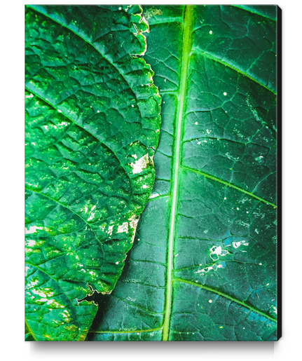 closeup green leaves texture background Canvas Print by Timmy333