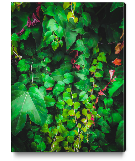 fresh green ivy leaves plant texture background Canvas Print by Timmy333