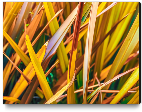 closeup green and yellow leaves texture abstract background Canvas Print by Timmy333