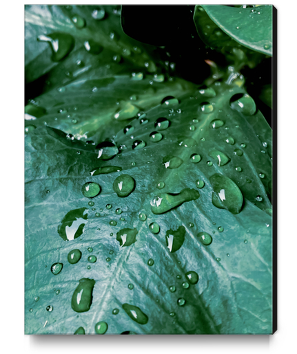 closeup green leaf texture with drop of water Canvas Print by Timmy333