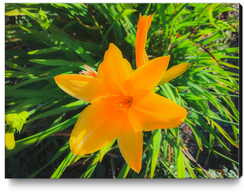 closeup yellow flower with green leaves background Canvas Print by Timmy333