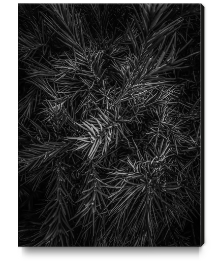 spiky plant texture abstract in black and white Canvas Print by Timmy333