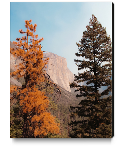 mountain with autumn tree at Yosemite national park USA Canvas Print by Timmy333