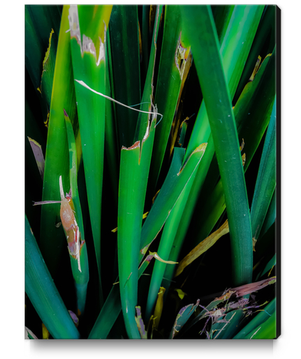 closeup green leaves texture Canvas Print by Timmy333