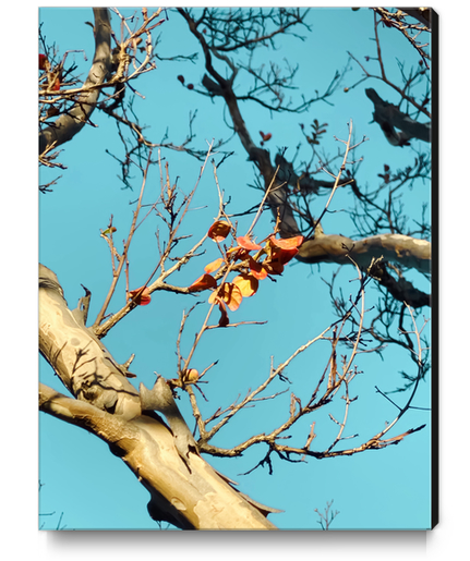 Tree branch with orange autumn leaves and blue sky Canvas Print by Timmy333