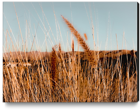 blooming grass flowers with blue sky and mountain background Canvas Print by Timmy333